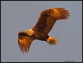 _4SB8922 bald eagle at first light